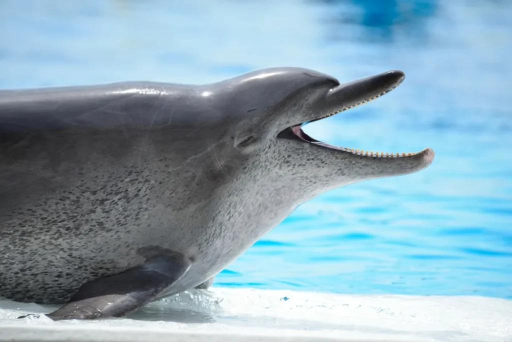 50年の感謝を込めて。沖縄美ら海水族館で愛されたイルカ「オキちゃん」の歩みを辿る特別な一日