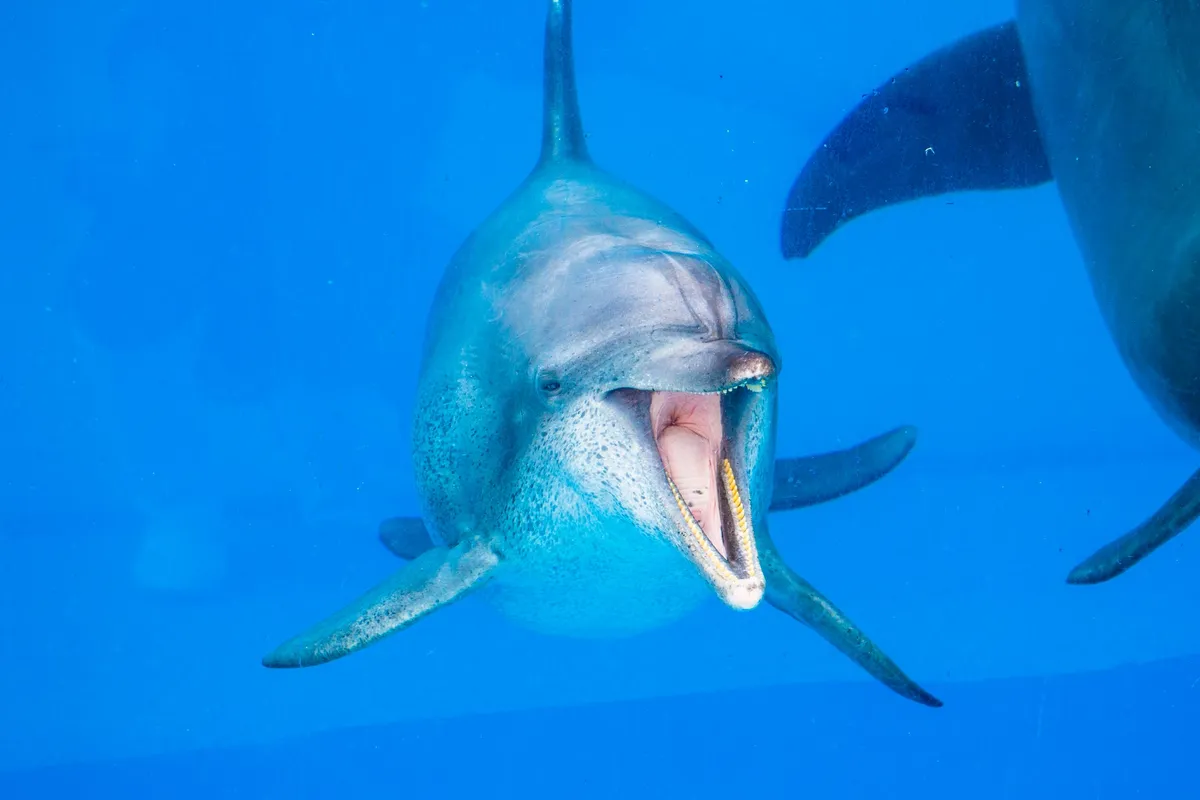 青く澄んだ水の中を悠々と泳ぐイルカ