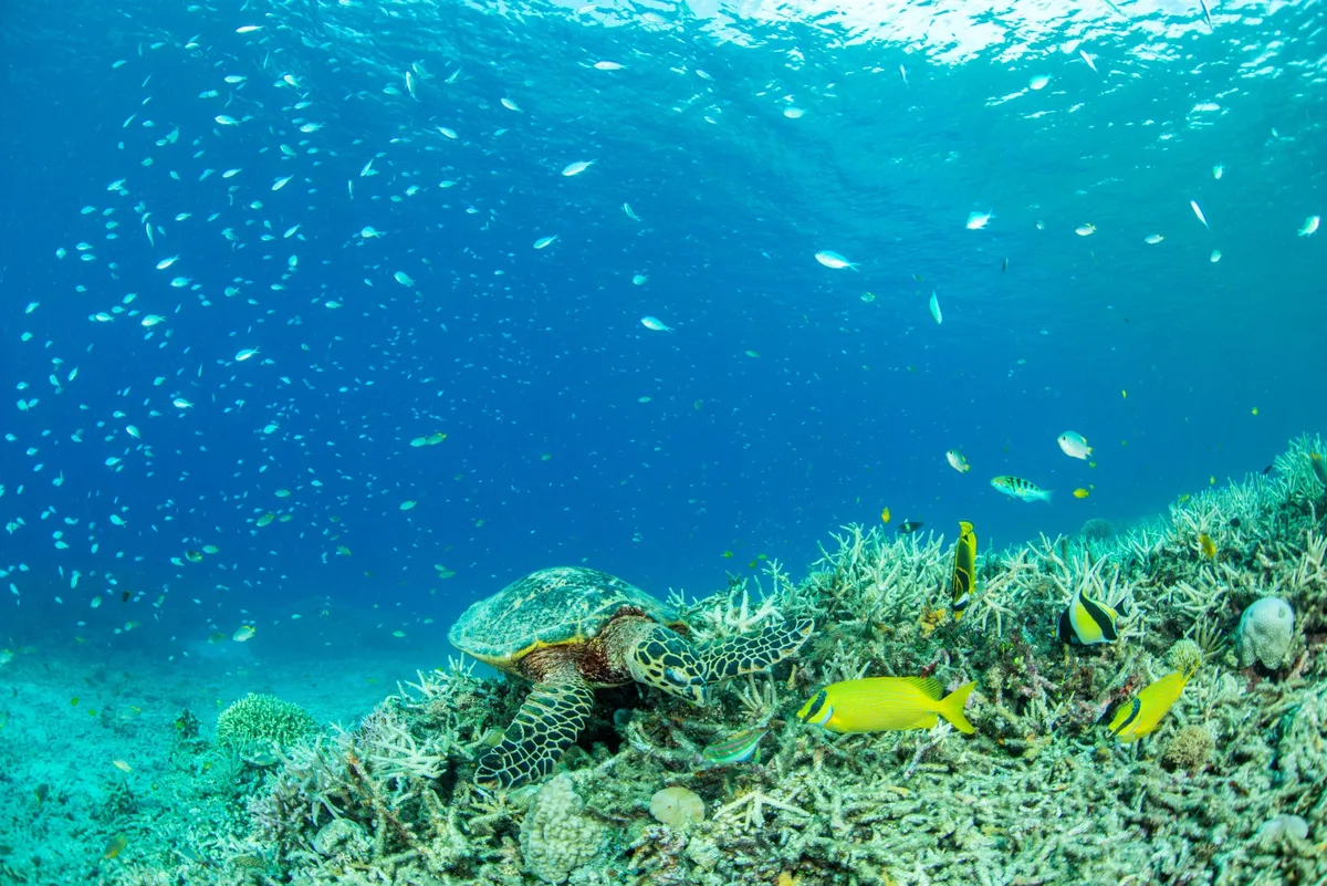 サンゴ礁を泳ぐウミガメと熱帯魚