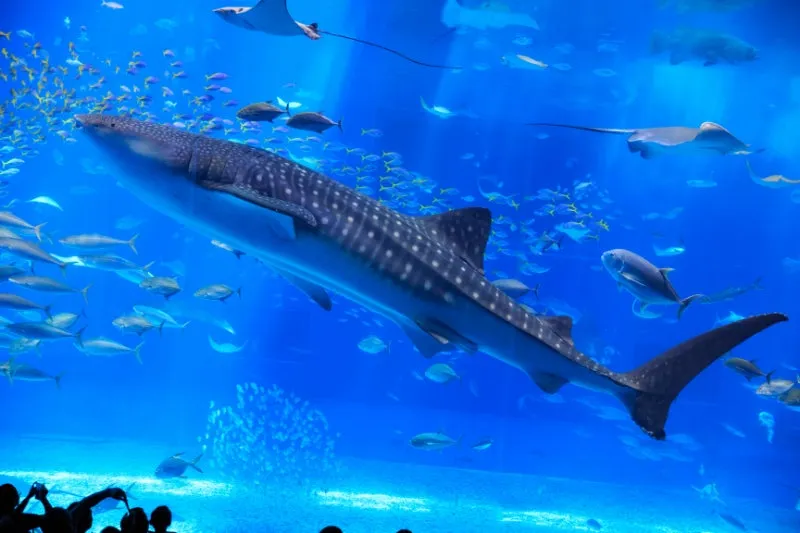 沖縄美ら海水族館の巨大水槽を泳ぐジンベエザメ