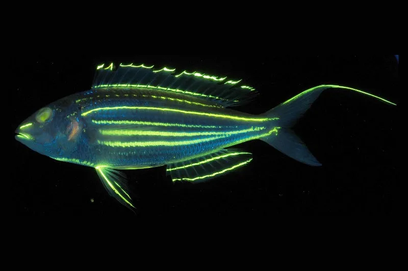 暗闇で鮮やかに光る不思議な魚