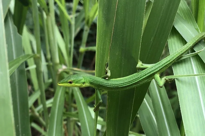草むらに隠れる鮮やかな緑色のトカゲ