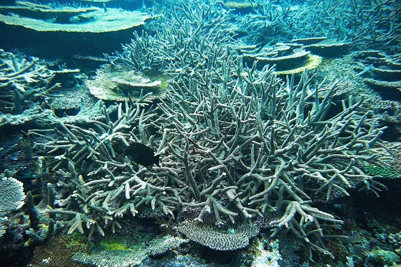 沖縄の美しい海に広がるサンゴ礁
