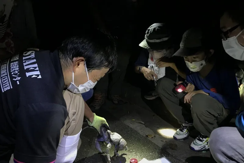 夜の公園でヤシガニを観察する家族とスタッフ