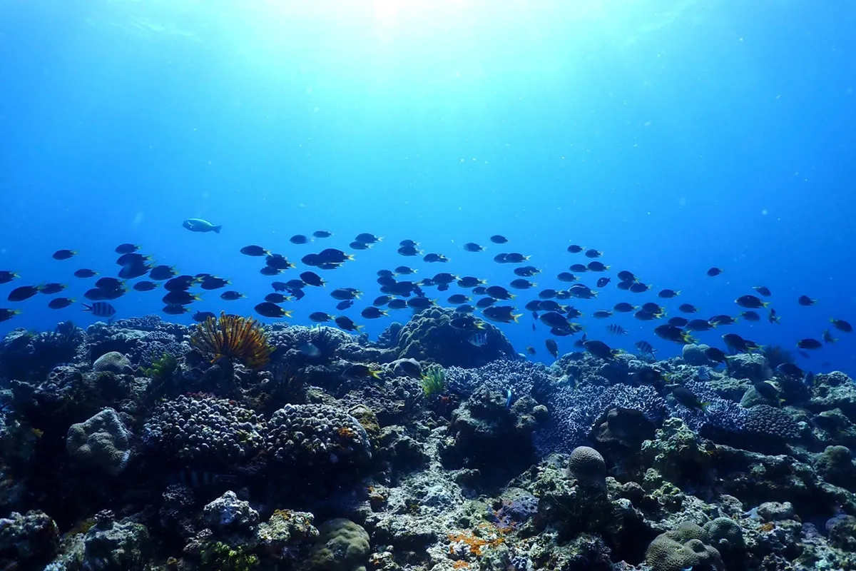 宜野湾の美しいサンゴ礁と魚の群れ